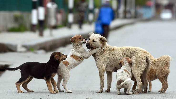 Stray Dogs: द‍िल्‍ली में आवारा कुत्तों का आतंक, MCD बनाएगी शेल्‍टर होम
